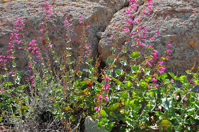Desert Penstemon has several local common names including Canyon Beardtongue, Mohave Beardtongue and Rosy Desert Penstemon. Penstemon pseudospectabilis Desert Penstemon has several local common names including Canyon Beardtongue, Mohave Beardtongue and Rosy Desert Penstemon. Penstemon pseudospectabilis